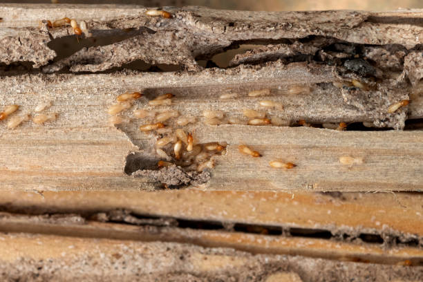 Best Pest Control for Businesses  in Jackson, SC