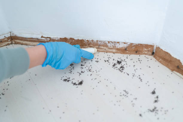 Best Affordable Pest Control Services  in Jackson, SC
